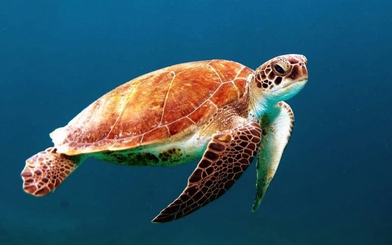Illegal Turtle Traders Exposed by Breakthrough Study