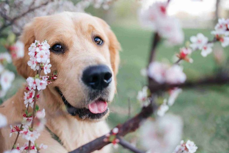 Pet Owners Warned Of Hidden Spring Dangers From Parasites To Toxic Plants