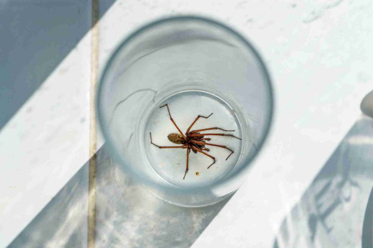 The Hidden Spring Cleaning Spot Behind Canvas Prints That Attracts Spiders