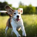 Spring Allergy Warning Issued For UK Pets As Warmer Weather Triggers Itching And Skin Issues