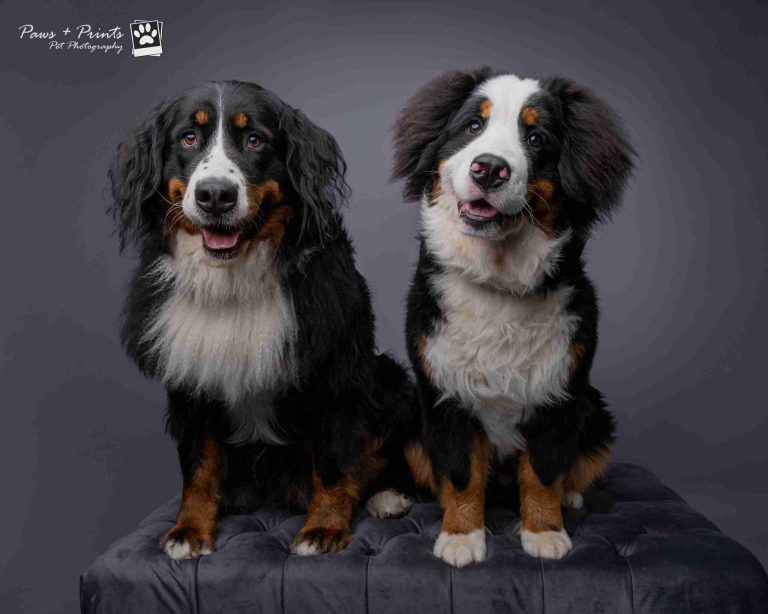 Braintree Village Launches First Ever Dog Weekend with Free Activities and Charity Partnerships