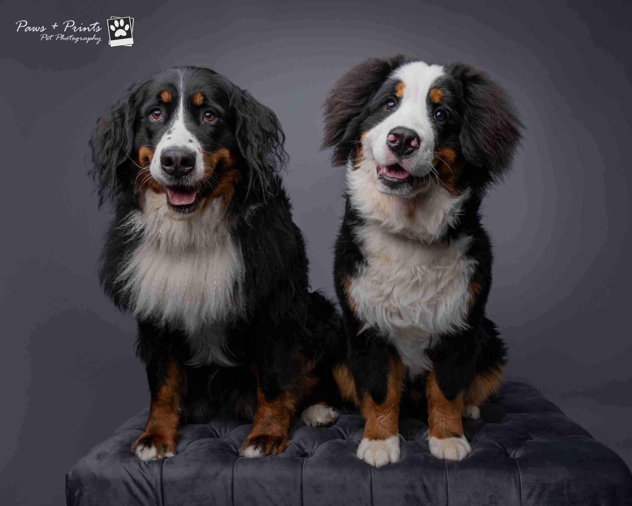 Braintree Village Launches First Ever Dog Weekend with Free Activities and Charity Partnerships