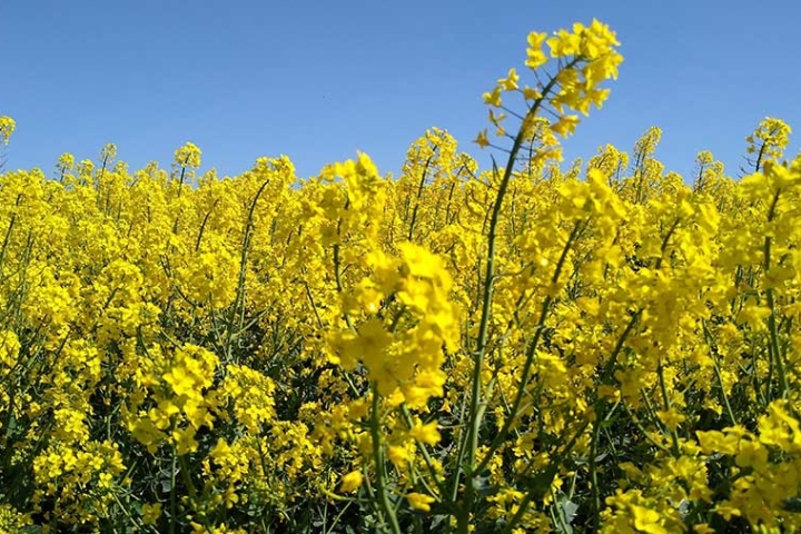 oilseed-rape-in-flower-c-Corteva-Agriscience.jpg