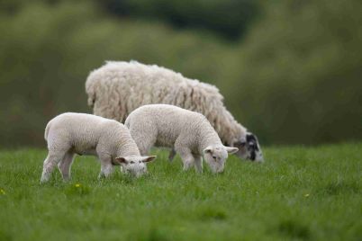 rb_EWE-AND-LAMB-PHOTOS_1942017-54418-EWE-AND-LARGER-LAMBS-APRIL_@300-Copyright-Tim-Scrivener-Agriphoto-1-scaled-1.jpg